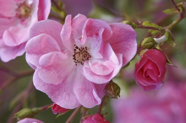 Branche fleurie d églantier rose