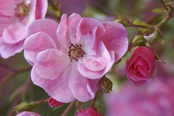 Ramo fiorito di rosa canina