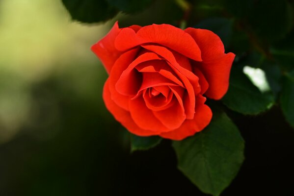 Knospe einer leuchtend roten, schönen Rose
