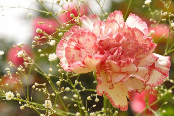 Delicate carnation close-up