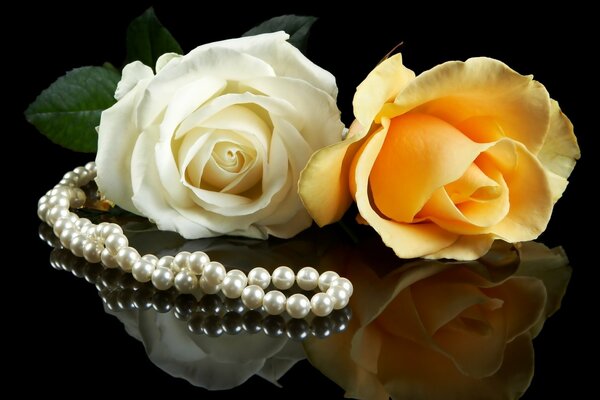 Deux roses sur un fond sombre avec des perles de perles