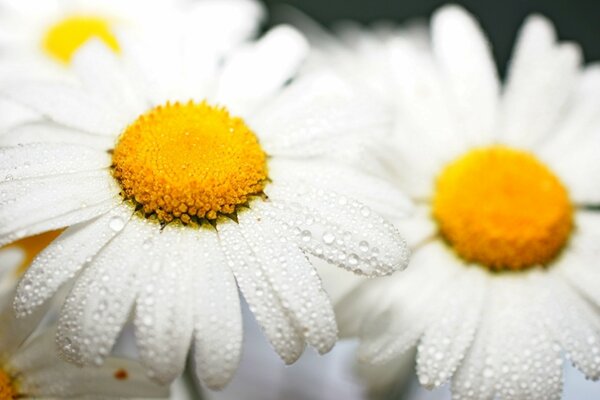 Chamomile flowers to lift the mood