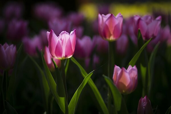 El macizo de flores está lleno de tulipanes rosados