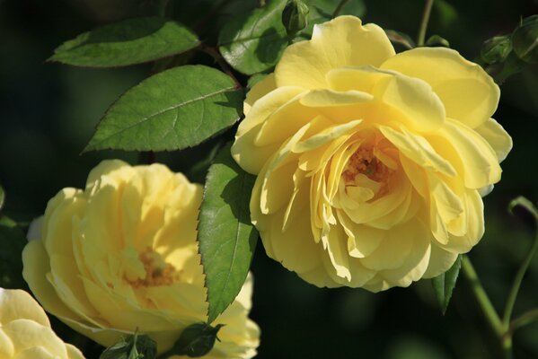 Le rose gialle sono come il sole