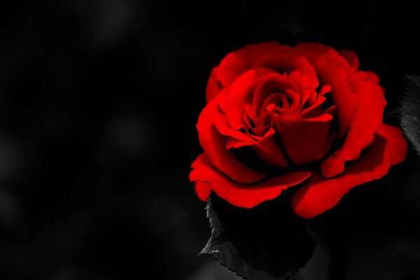 Rosa roja sobre fondo negro