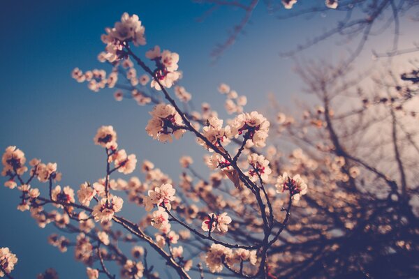 Floración de primavera en el Jardín
