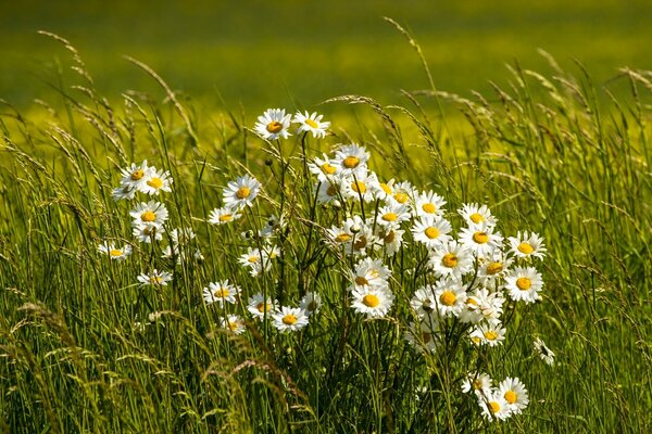 Field white daisies in the meadow