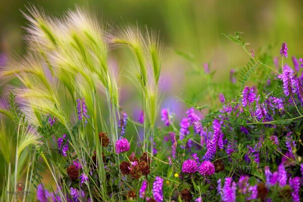 Charme rose-violet dans la Prairie
