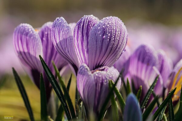 Kropla rosy na wiosennych krokusach