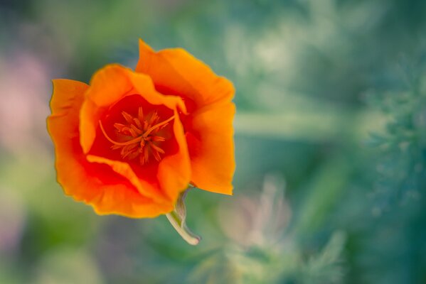 Orange kalifornischer Mohn auf dem Desktop