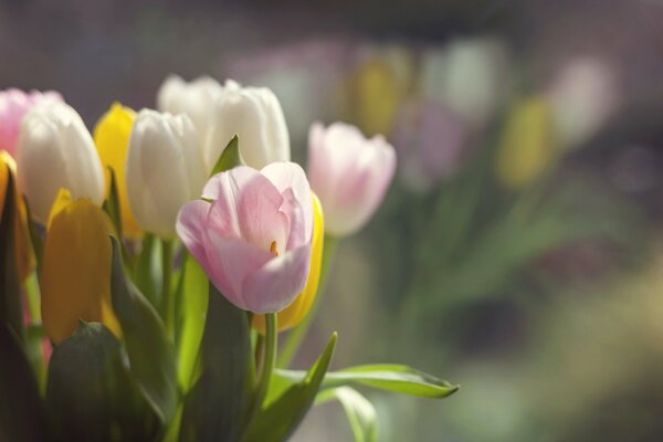 Les meilleures fleurs pour le 8 mars