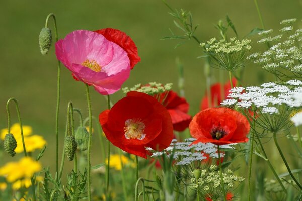 Wiesenrote Mohnblumen Makro