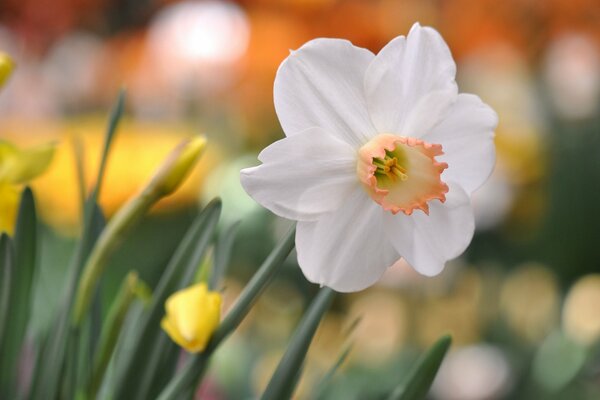 Weiße Blume der Narzisse mit Highlights auf Hintergrund