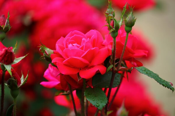 Rote Rosen auf dem Clubma mit Knospen