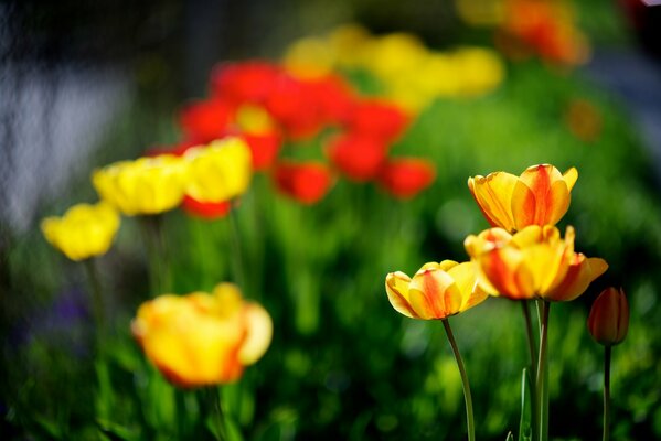 Tulipes jaunes et rouges dans la nature