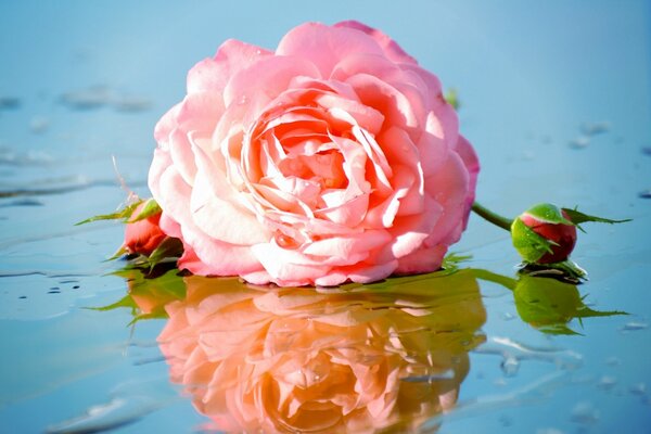 Reflejo en el agua del capullo de una rosa arrancada