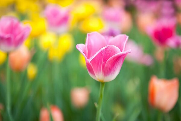 Champ de tulipes multicolores