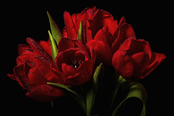 Bouquet di tulipani con gocce d acqua