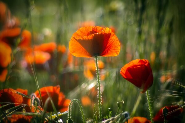 Coquelicots rouges flambent au soleil