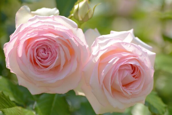 Zarte Rosen im Sommergarten