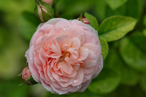 Raindrops in a rosebud macro