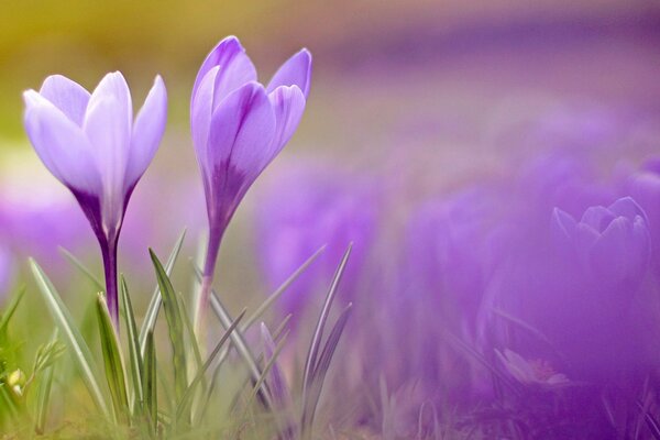 Purple crocuses. Macro shooting