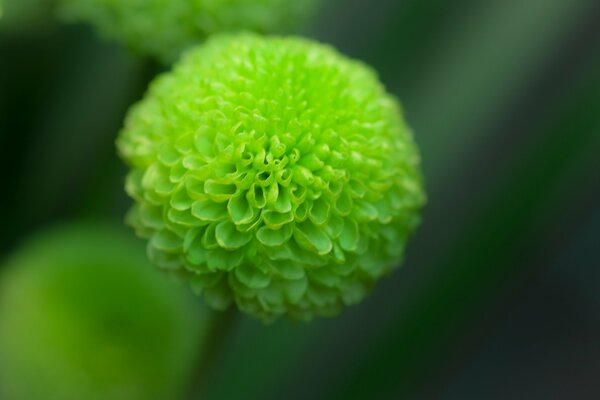 Dahlia flower in green focus