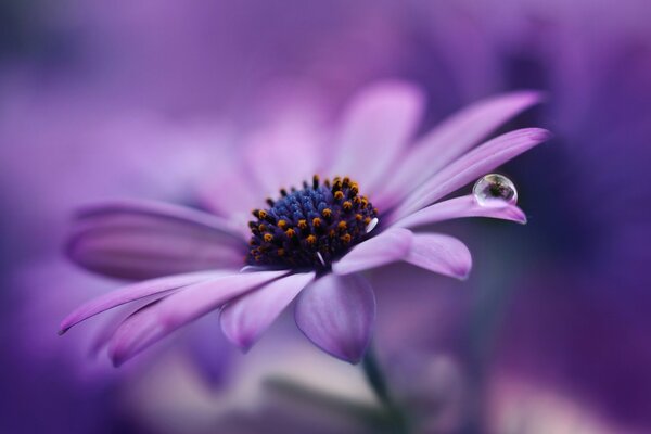 A drop of dew on a lilac daisy