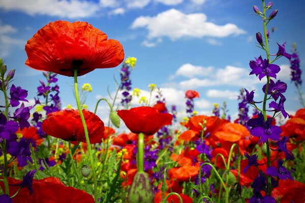 Feld mit scharlachroten Mohnblumen und wilden Blumen