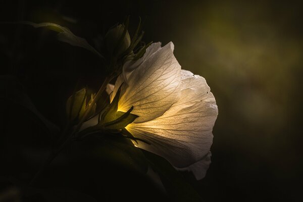 Luce attraverso un fiore bianco