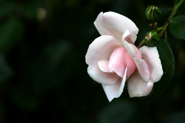 Nahaufnahme einer weißen Rose