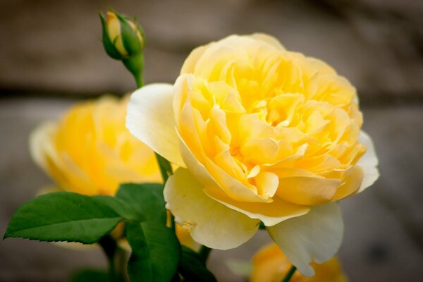 The yellow rose opened its petals