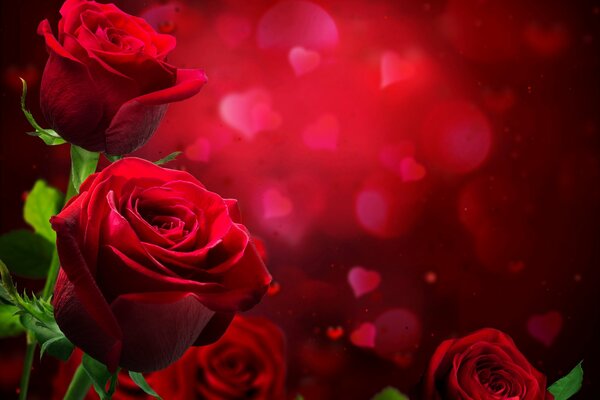 Foto con rosas Burdeos