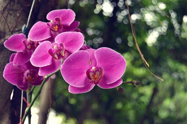 Orquídeas Rosadas en una rama de bokeh