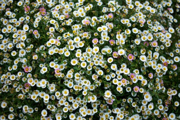 Gänseblümchen auf einer Wiese im Sommerfeld