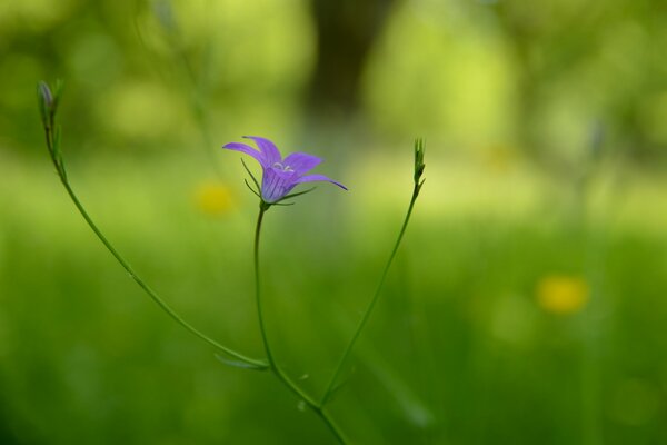 Lila Blume auf verschwommenem Hintergrund