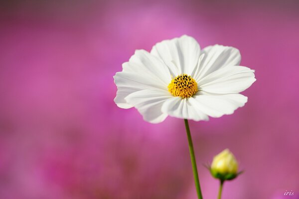 Flor blanca sobre fondo rosa