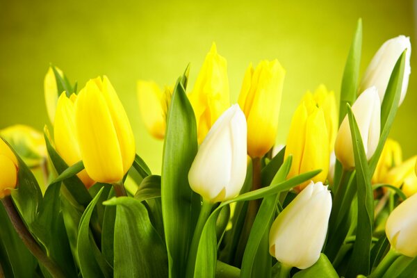Białe i żółte tulipany