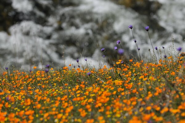 De rares bleuets perdus dans une mer de vent orange