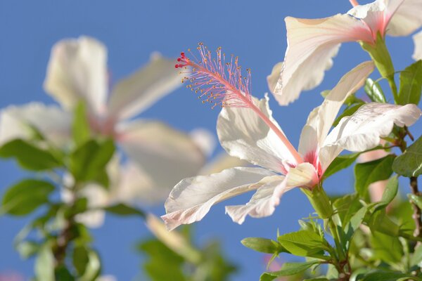 Blühender Hibiskus auf einem blauen Himmelshintergrund