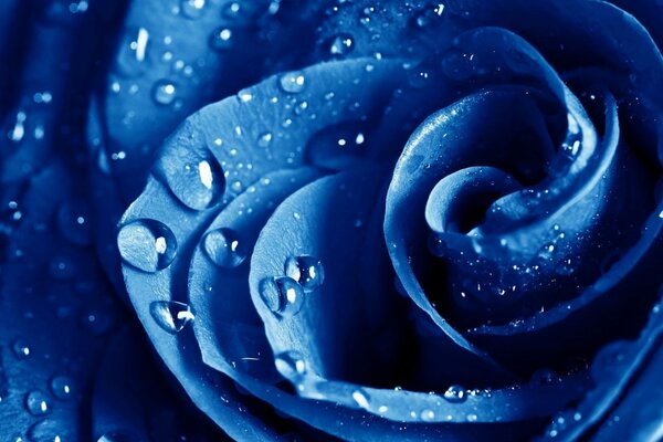 Gotas de agua en una rosa azul