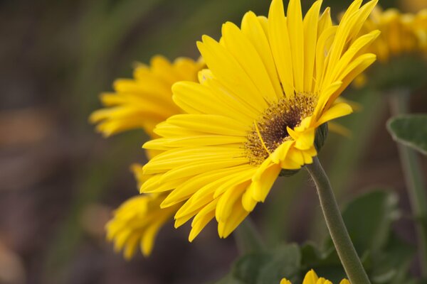 Tige de Gerber jaune en macro