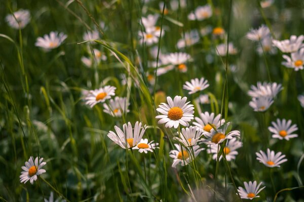 Field daisies in bright greenery