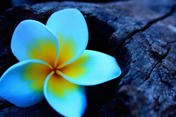 Flor de hiedra crece de un árbol