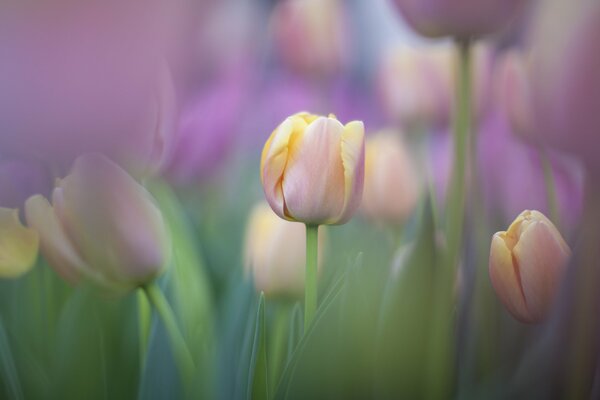 La tendresse des tulipes dans la nature