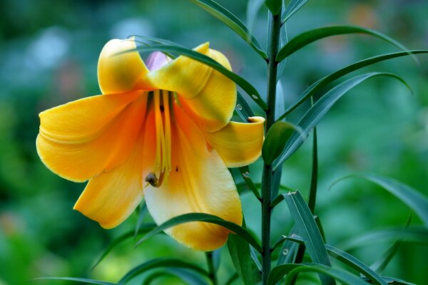 Fleur de lys sauvage dans la nature