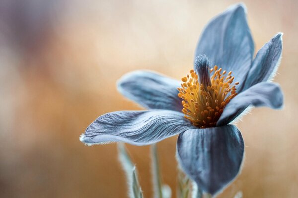 Macro photo of a blooming bud of a blue flower