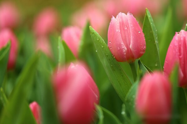 Gouttes de rosée sur les bourgeons de tulipes