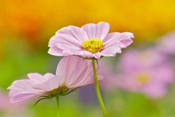 Dwa piękne kwiaty cosmea