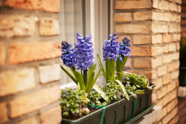Blumen in Töpfen auf der Fensterbank